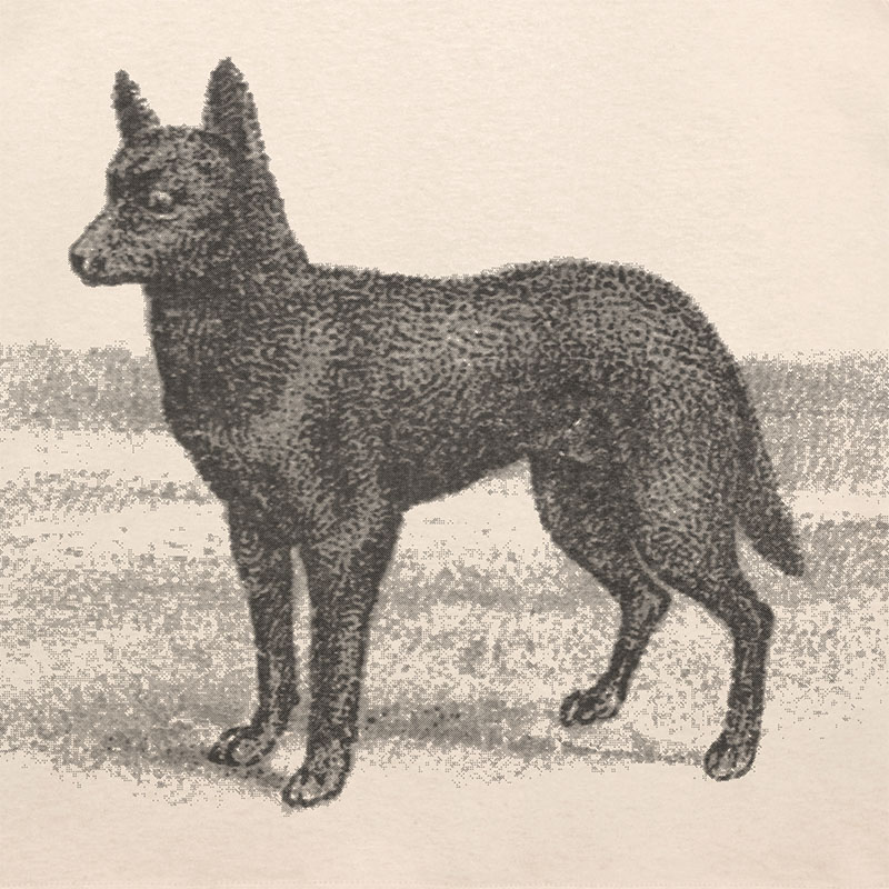 PASS PORT(パスポート)/ Kelpie Tee -2.COLOR-